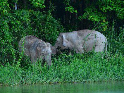 Borneo pgymy elephant, Sukau (17)